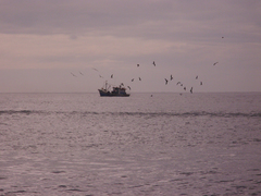 Fregata magnificens