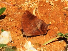Fountainea glycerium venezuelana