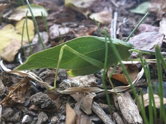 Microcentrum rhombifolium