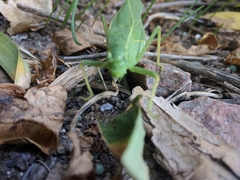 Microcentrum rhombifolium