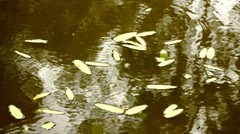 Potamogeton tricarinatus