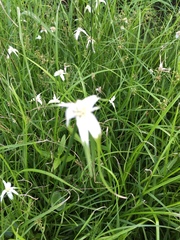 Rhynchospora colorata