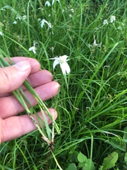 Rhynchospora colorata