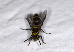 Protonectarina sylveirae