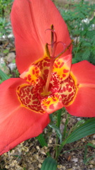 Tigridia pavonia
