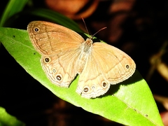 Euptychiina