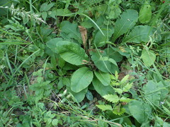 Primula elatior