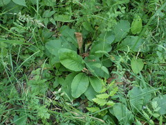 Primula elatior