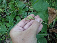 Primula elatior