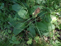 Primula elatior