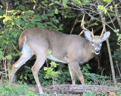 Odocoileus virginianus