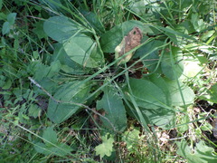 Primula elatior