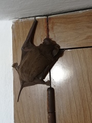 Tadarida brasiliensis