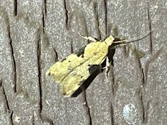 Aristotelia isopelta