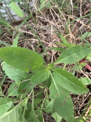 Oenothera speciosa