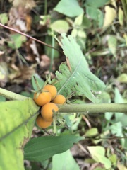 Triosteum perfoliatum