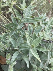 Lithospermum occidentale