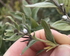 Lithospermum occidentale