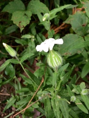 Behenantha