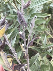 Lithospermum occidentale