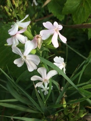 Behenantha