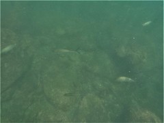 Caranx caballus