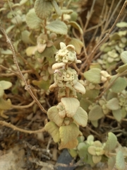 Pseudodictamnus acetabulosus