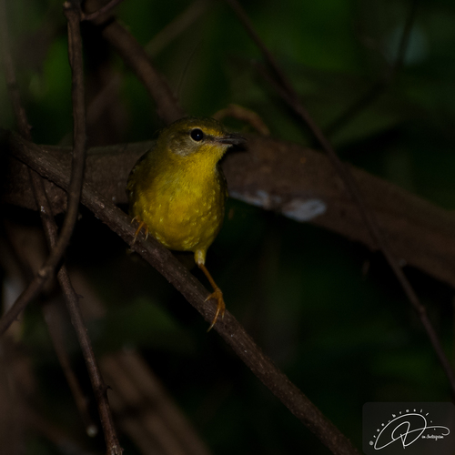 Flavescent Warbler (Myiothlypis flaveola), photo 3
