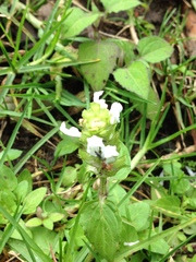 Lepechinia caulescens