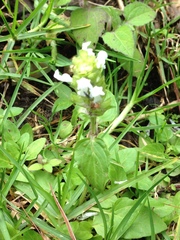Lepechinia caulescens