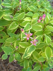 Tricyrtis formosana