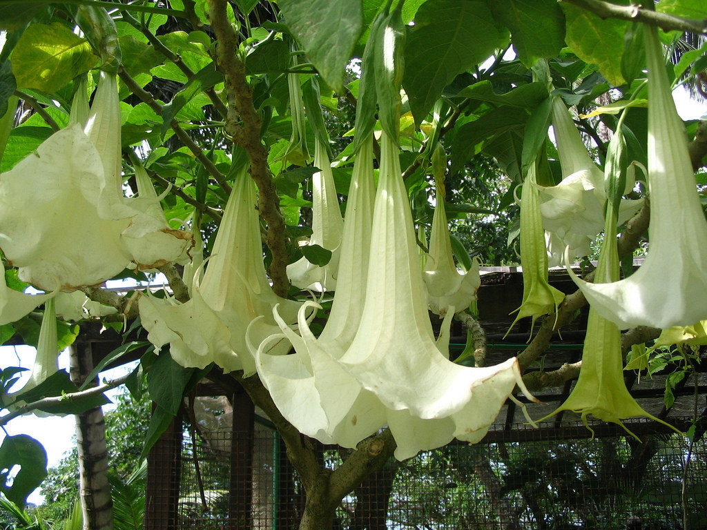 Flor de Campana (Brugmansia candida) · NaturaLista Colombia