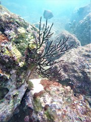 Leptogorgia cuspidata