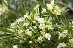 Eremophila mitchellii