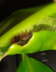 Emesis mandana
