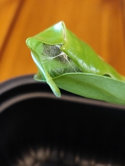 Emesis mandana