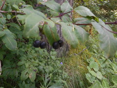 Lonicera nigra