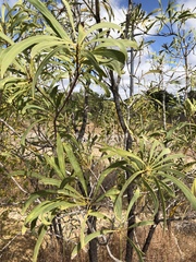 Persoonia falcata
