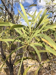 Persoonia falcata