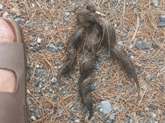 Canis lupus italicus