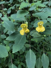 Impatiens pallida