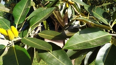 Ficus pleurocarpa