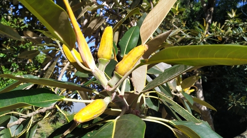 Image of Ficus pleurocarpa by (c) Steve Fitzgerald, some rights reserved (CC BY-SA)