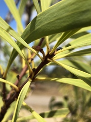 Persoonia falcata