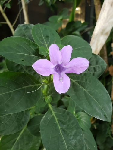 Barleria cristata image