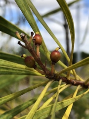 Persoonia falcata