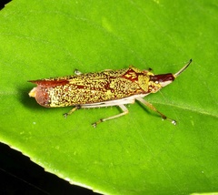 Raphirhinus phosphoreus