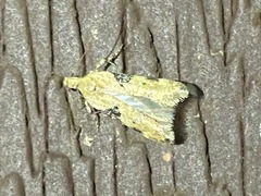 Aristotelia isopelta