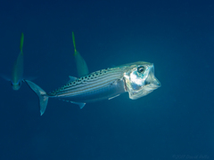 Indian Mackerel photo 1