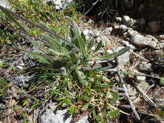 Biscutella laevigata laevigata